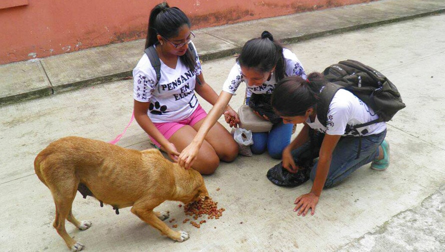 Dona comida para los perros de Guatemala
