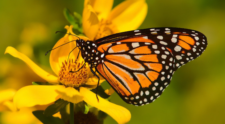 Mariposas, insectos en peligro de extinción