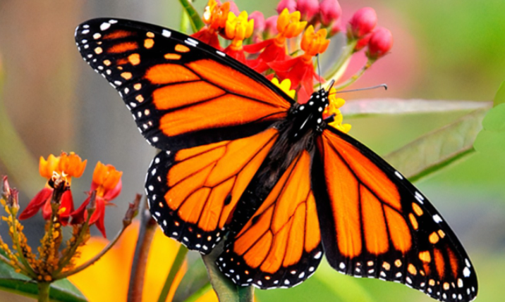 Mariposas, insectos en peligro de extinción