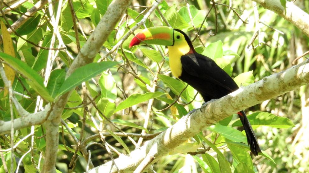 La Conservación de la Selva Petenera