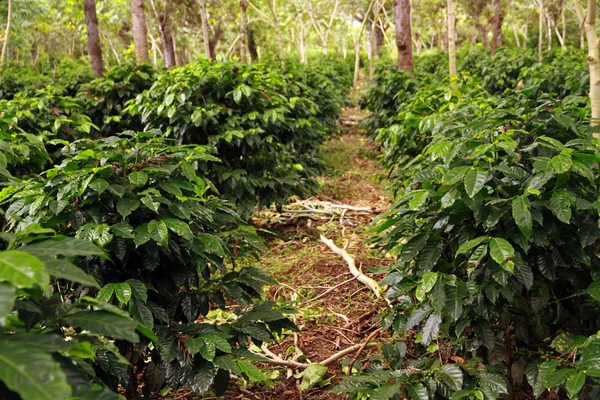 El auge del café guatemalteco variedades y exportaciones