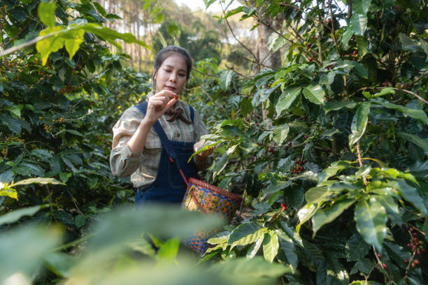 finca de café en Guatemala
